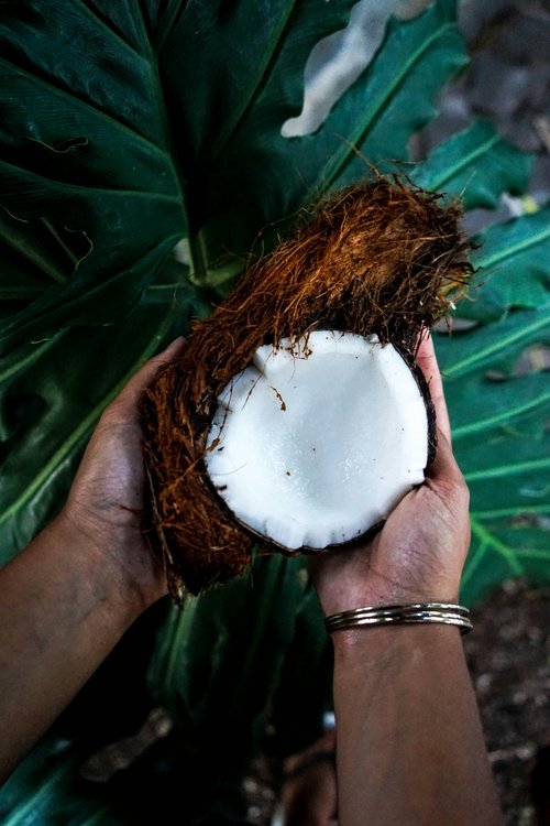 Noix de coco dans une main, île de la Réunion