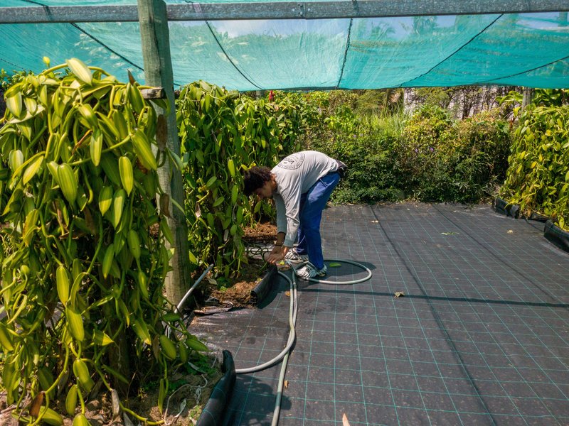 Un agriculteur cultive de la vanille sur l'île de la Réunion.