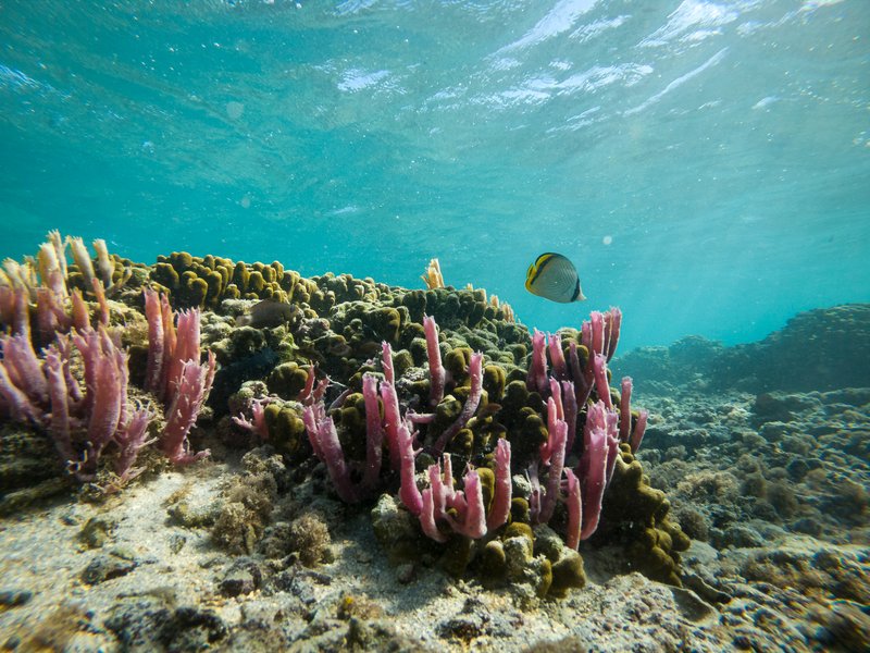Paysage de plongée avec tuba et photographie sous marine Île de la Réunion
