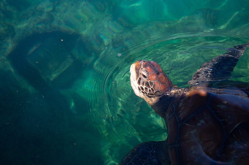 Tortue à Kélonia, Saint Leu, ïle de la Réunion