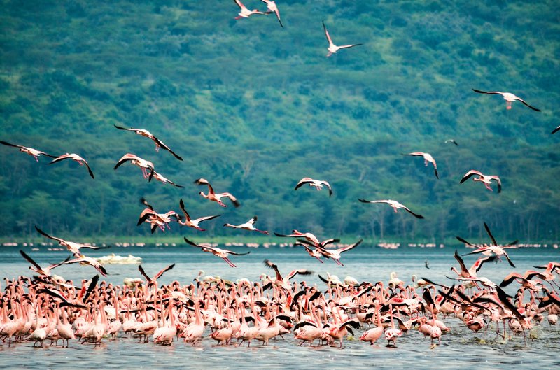 Parc National du Lac Nakuru