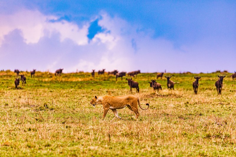 Lion dans la savane du Masai Mara, Kenya
