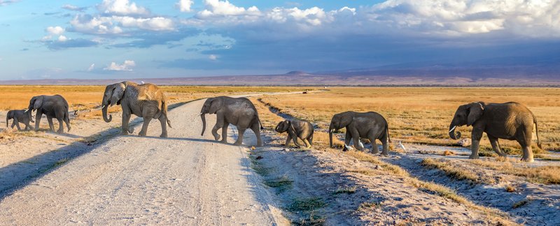 Famille d'éléphants dans le parc d'Amboseli, Kenya