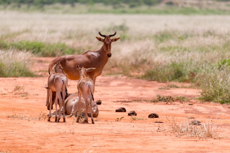 Une famille d'antilopes dans la réserve de Samburu, Kenya