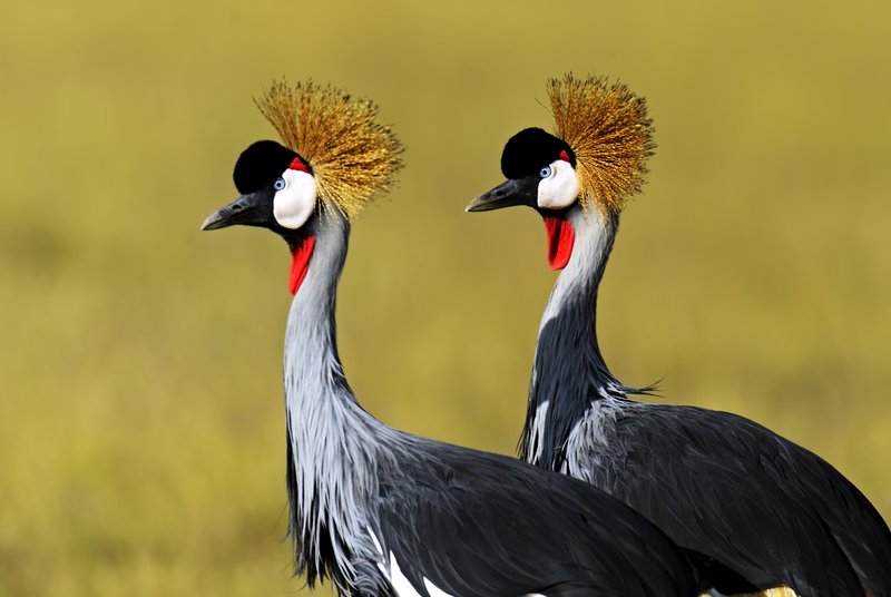 Oiseaux, réserve national de Samburu, Kenya