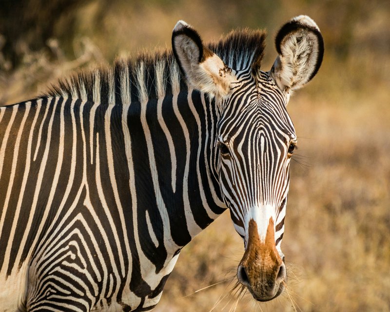 Zebre, Samburu National Reserve, Kenya