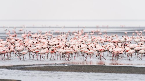 Lac Natron Flamant Tanzanie