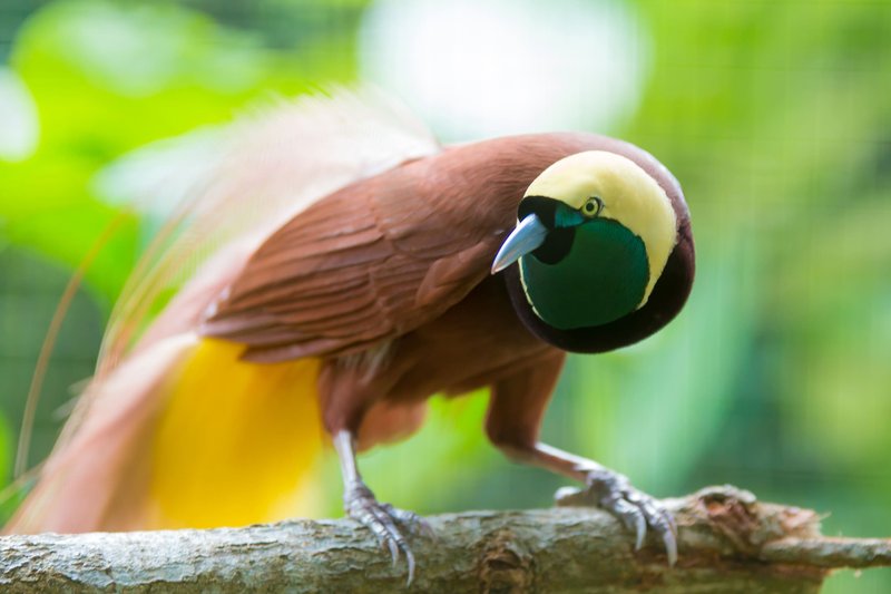 oiseaux du paradis indonesie