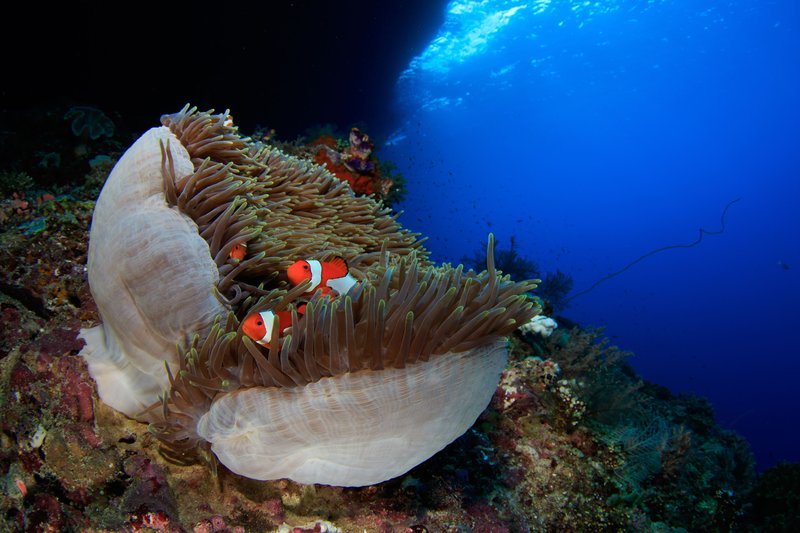 plongée sous marine à Raja Ampat, en Indonésie