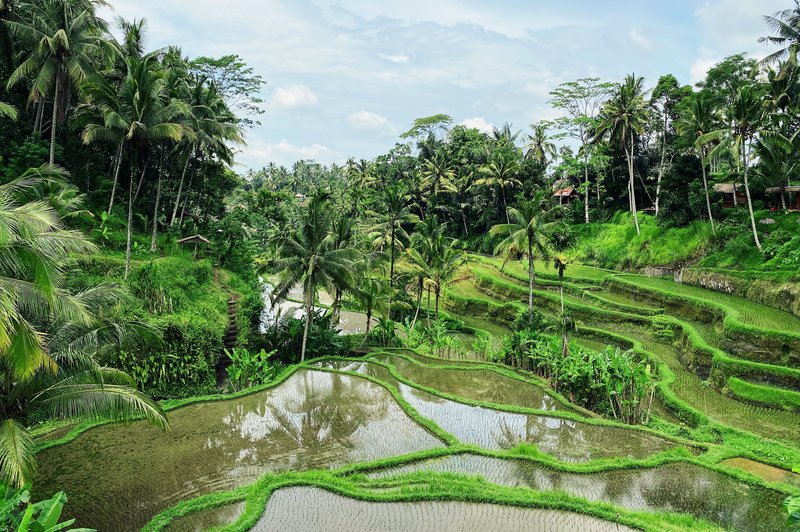 riziere ubud indonesie