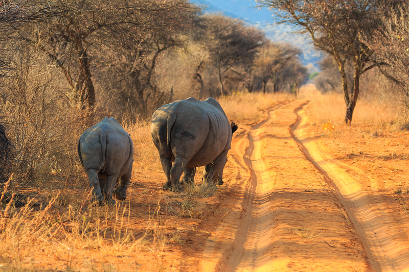 shutterstock_2253659359_PlateauWaterberg_Namibie