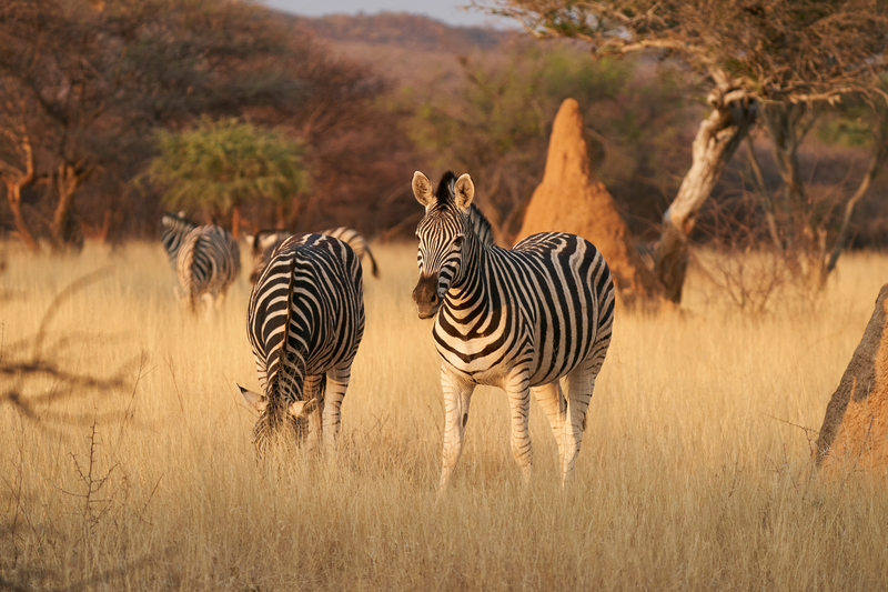 shutterstock_2257382929_Okonjima_Namibie