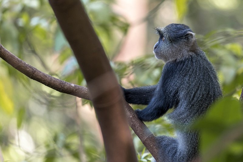 Singes, Manyara, Tanzanie