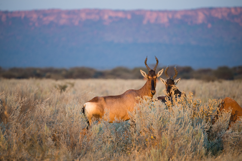 shutterstock_375326209_Waterberg_Namibie