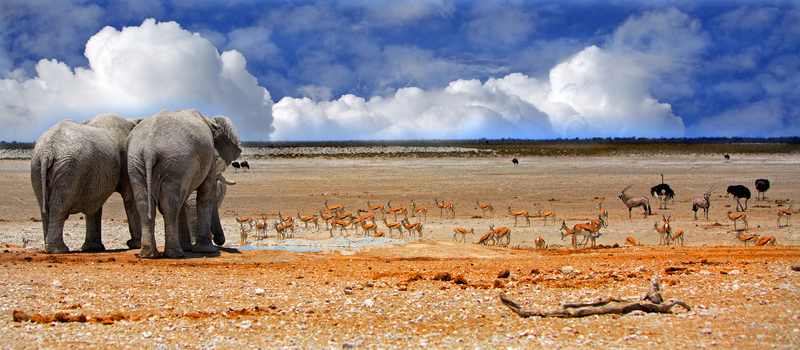 shutterstock_463717628_ParcEtosha_Namibie