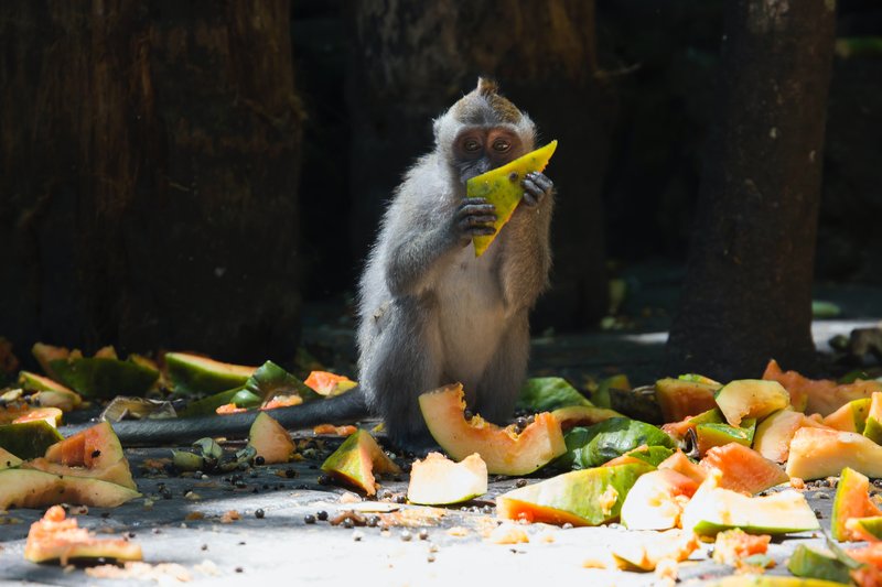 singe en train de manger à Ubud, Indonesie