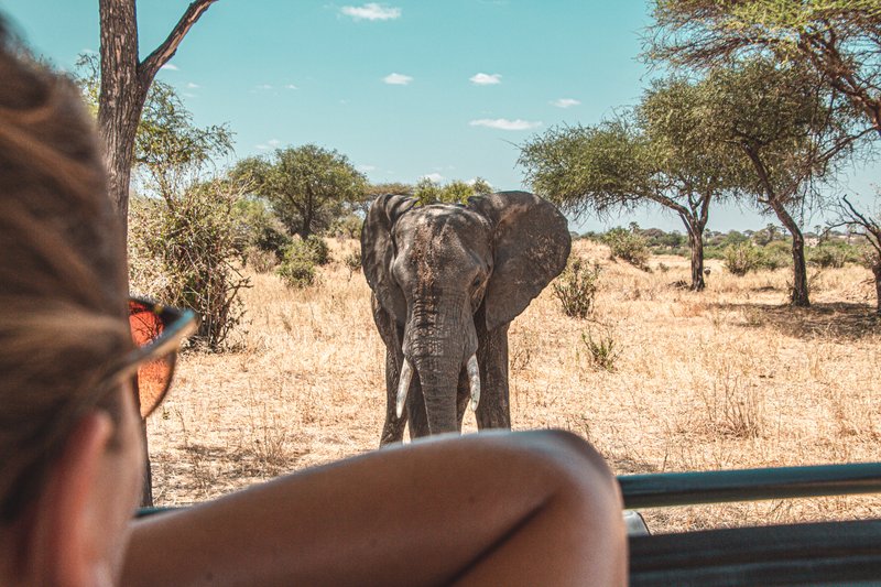 Eléphant safari, Tanzanie