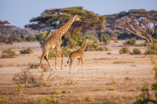 Girafes en Tanzanie