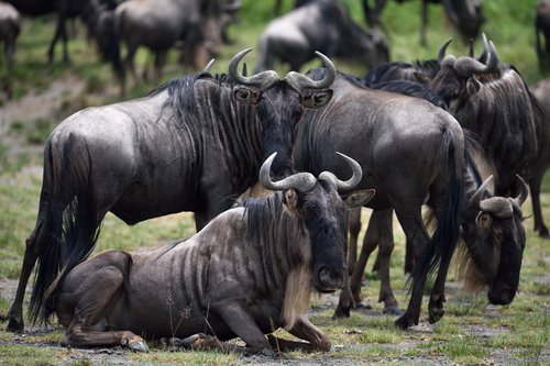 Gnous, Tanzanie