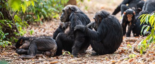 Chimpanzés en Tanzanie, Parc de Gombe