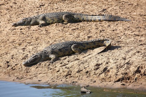 Crocodiles du Nil, rivière Grumeti, Parc national du Serengeti, Tanzanie                                                        🗺️