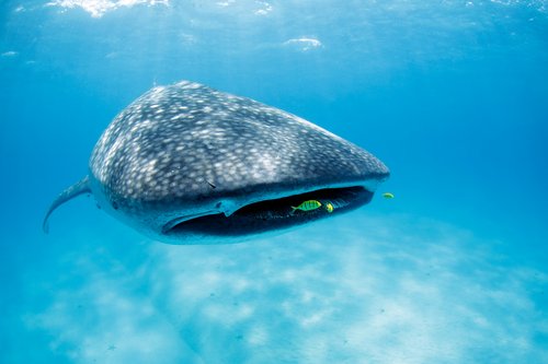 Requin de baleine, Île Mafia, Tanzanie