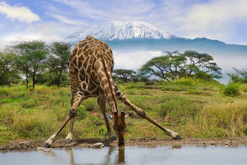 Tanzanie, Kilimandjaro, parc national d'Amboseli