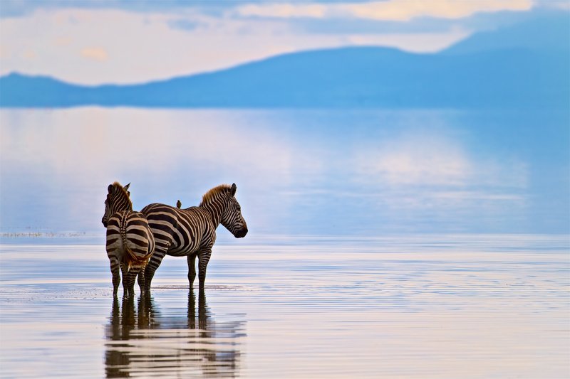 Lac Manyara, Tanzanie