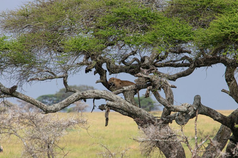 Léopards, Tanzanie