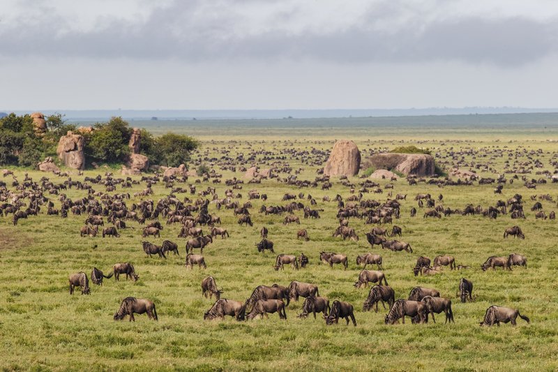 tanzanie migration gnous serengeti