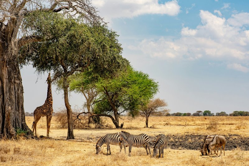 Cratère de Ngorongoro, Tanzanie