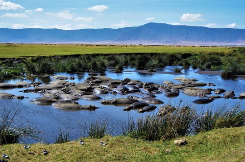 Piscine d'hippo, cratère de Ngorongoro, Tanzanie