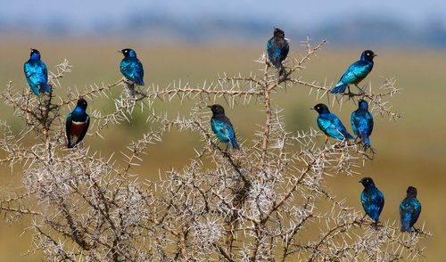 Oiseaux en Tanzanie