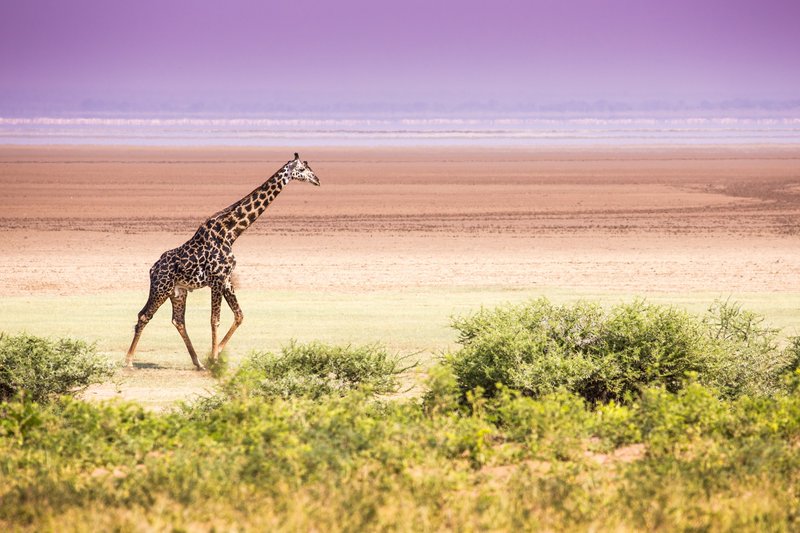 Girafe, Manyara, Tanzanie