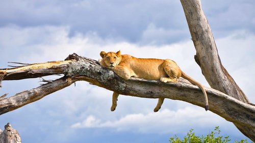 Lions, Manyara, Tanzanie