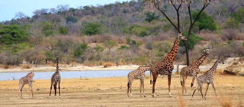 Girafes, Parc national de Selous, Tanzanie