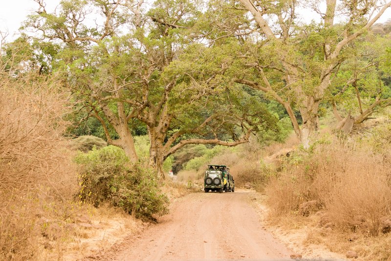 Safari en 4x4, Manyara, Tanzanie