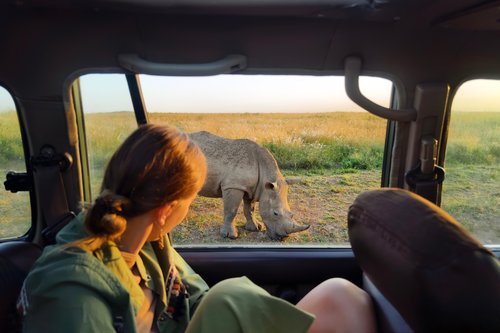 Tanzanie, safari