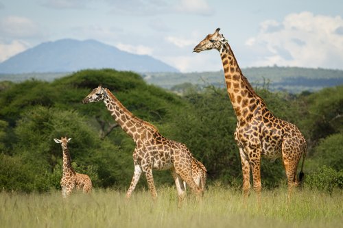 Girafe, Serengeti, Tanzanie