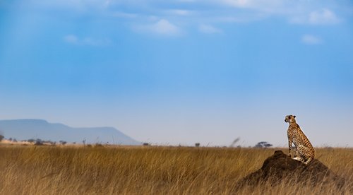 Guépard, Serengeti National Park, Tanzanie