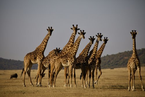 Tanzanie, Serengeti