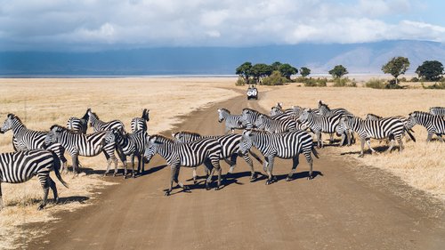 Zèbres, Serengeti, Tanzanie