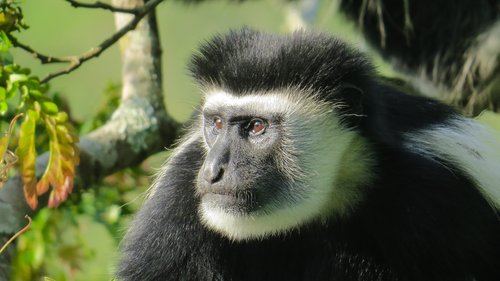 Singe en Tanzanie