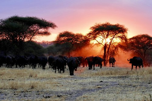 Tanzanie, Tarangire, Arusha