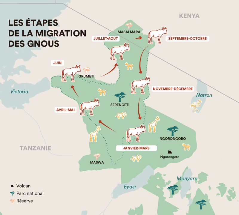 Carte de la grande migration des gnous, Tanzanie
