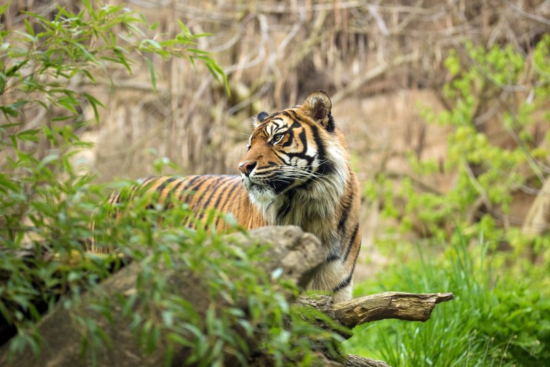 tigre samutra indonesie