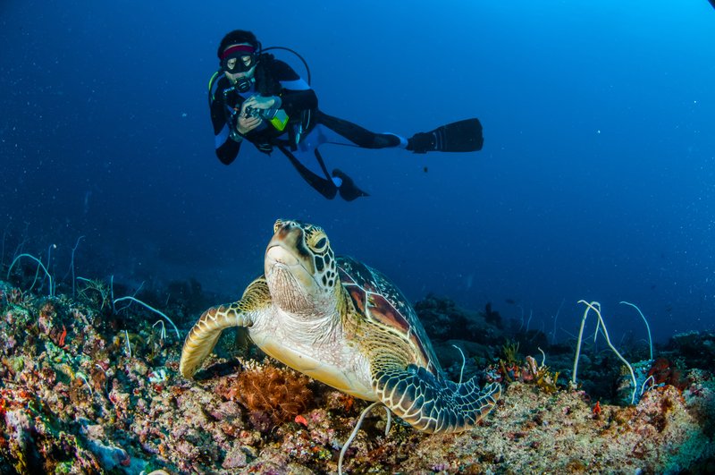 tortue indonesie