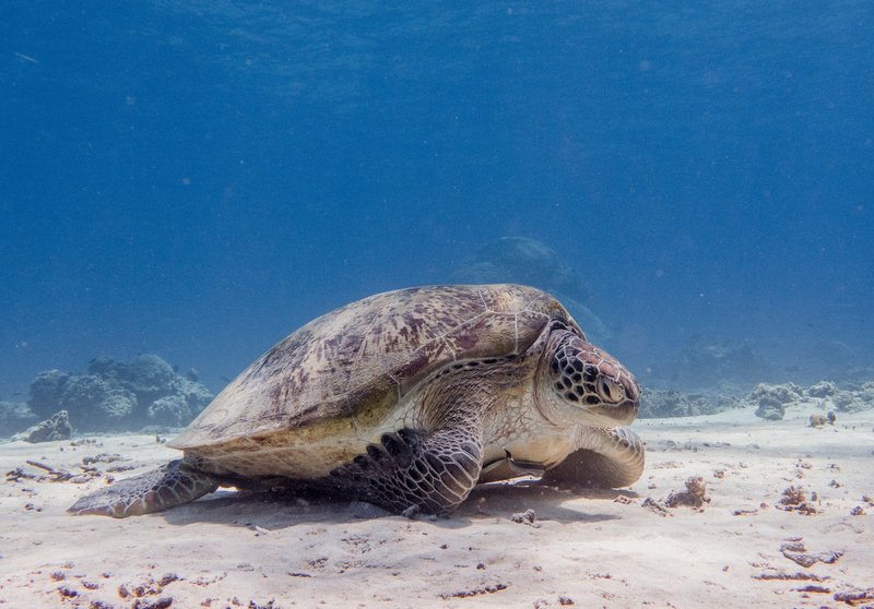 tortue de mer en Indonésie