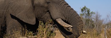Souvenir du voyage de Cecile, Afrique du Sud
