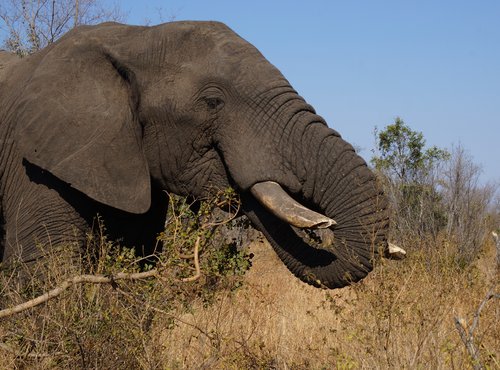 Souvenir du voyage de Cecile, Afrique du Sud